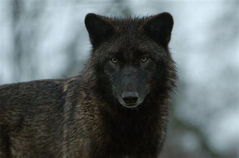 Pin By Annette On ♥♥ Black Wolves ♥♥ Wolf Life Black Wolf Wild Wolf