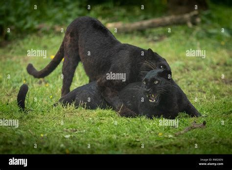 Black Panther In The Jungle Stock Photo Alamy