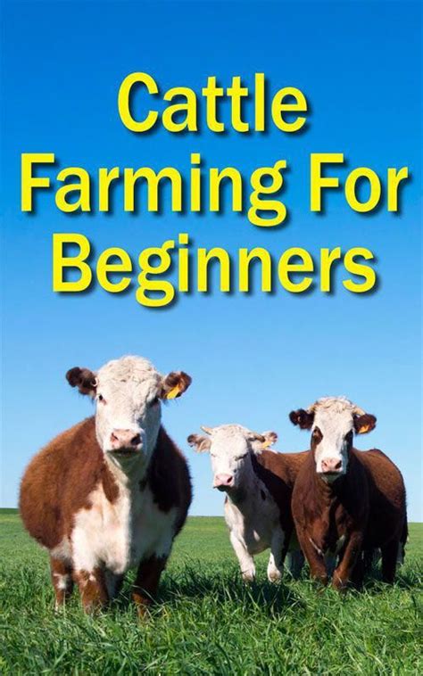 Beef Cattle Farming For Beginners Countryside Magazine
