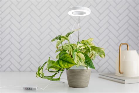 How To Use Grow Lights For Indoor Plants