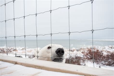 Polar Bear Stare Sean Crane Photography
