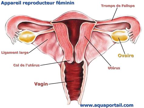 Appareil reproducteur définition illustrée et explications