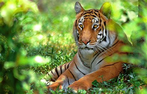 Sundarbans West Bengal India Tourism How To Reach Sundarbans