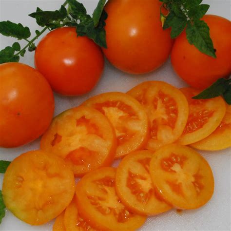 Tomato Orange Oxheart Seeds 20 Seeds Tomato Plant World Seeds