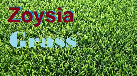 Because of its fast growth rate. What Grass Is That Zoysia Grass Empire Zoysia Zeon Zoysia Zoysia Lawn - YouTube