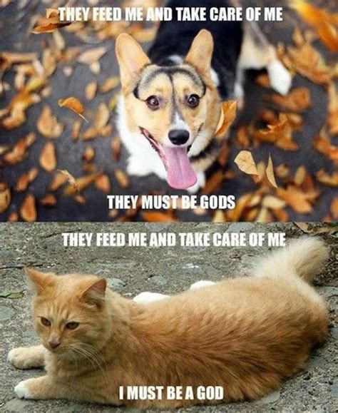 Dogs Vs Cats 2