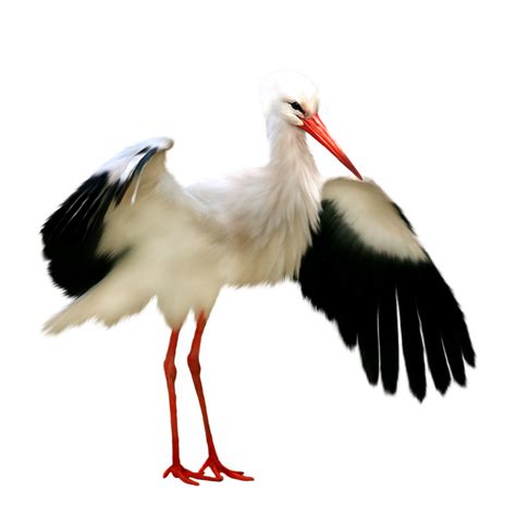 16 Crane Bird Clipart Images Aprirricaoring