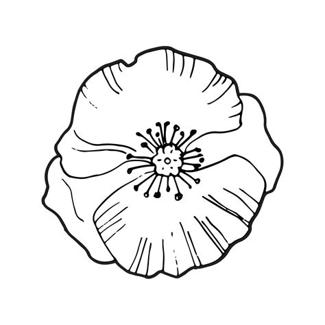 Hand Drawing Single Poppy Flower Isolated On White Top View Vector