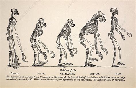 1863 Huxley From Ape To Man Evolution Stock Image C0089498