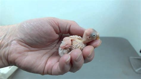 9 Day Old Budgie Chick Youtube