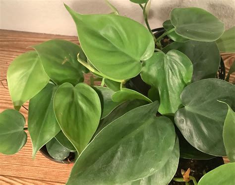 Heart Leaf Philodendron Green Trailing Easy Care House Plant Etsy