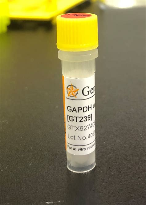 Good Gapdh Western Blot Antibody From Genetex Biocompare Antibody Review