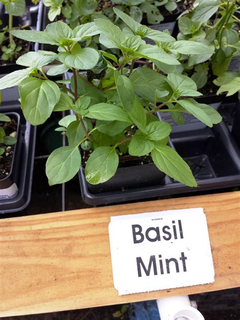 Basil Mint Hardy Mints