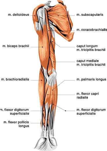 The system used here groups the muscles based on their function and topography (which are closely related in the upper limb) Pin on Human Form
