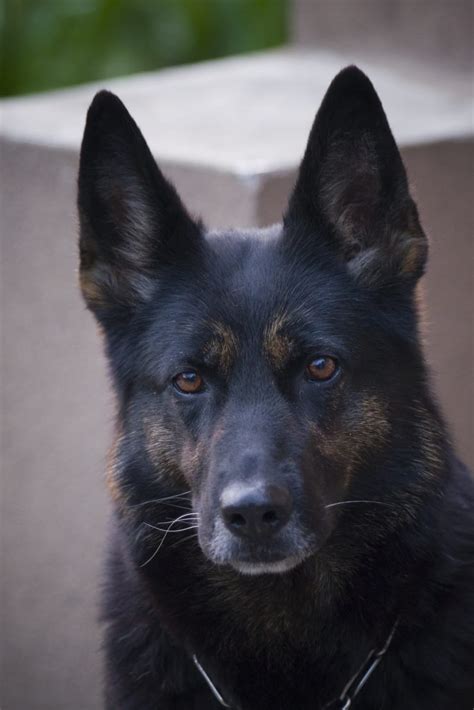 Maybe you would like to learn more about one of these? German Shepherd Belgian Malinois Mix - petfinder