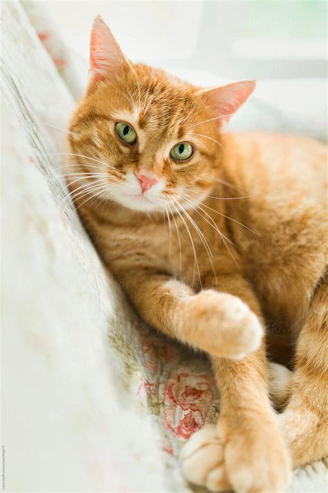 Ginger Cat With Green Eyes Looks Straight At The Camera Close Up By Stocksy Contributor