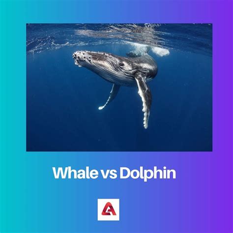 Whale Vs Dolphin Difference And Comparison