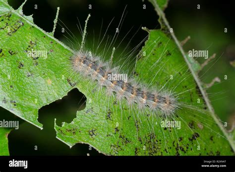 Fall Webworm Moth Hyphantria Cunea Caterpillar Stock Photo Alamy