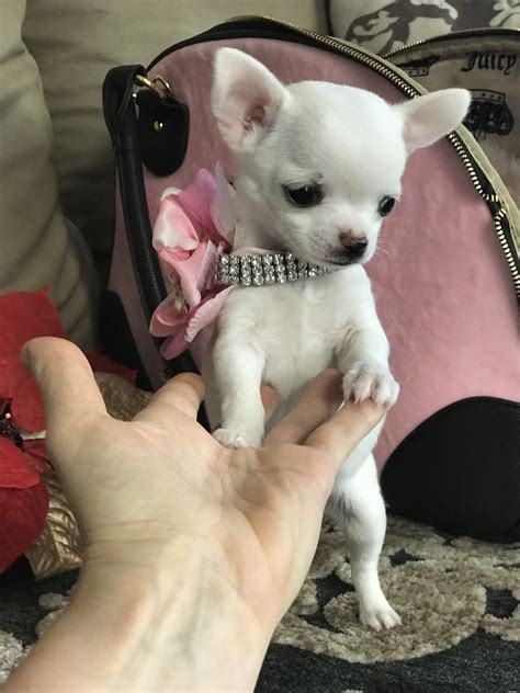 A Small White Dog Standing On Top Of A Persons Hand Next To A Pink Purse