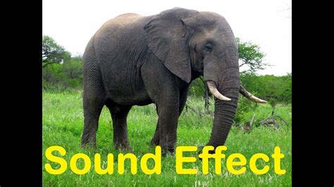 Elephant Trumpeting Sound Effects All Sounds Youtube