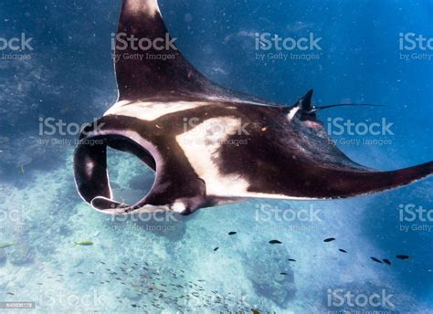 Pelagic Oceanic Manta Ray Swimming Over Cleaning Station Classed As