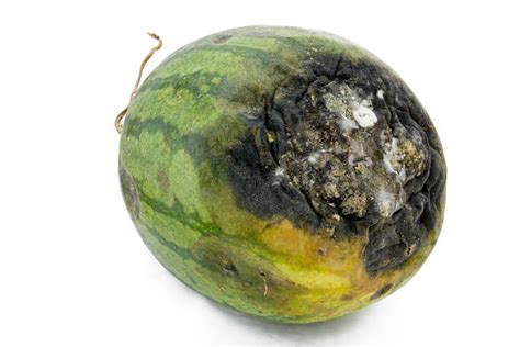 Rotten Watermelon Stock Photos Pictures And Royalty Free Images Istock