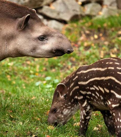 Tapir Facts Pictures And Video Learn About This Rare Rainforest Mammal