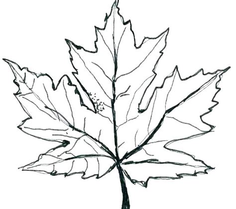 Sugar Maple Leaf Drawing Free Download On Clipartmag