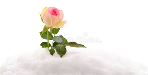 Pink Rose On Snow Stock Photo Image Of Pink Love Rose 154242944
