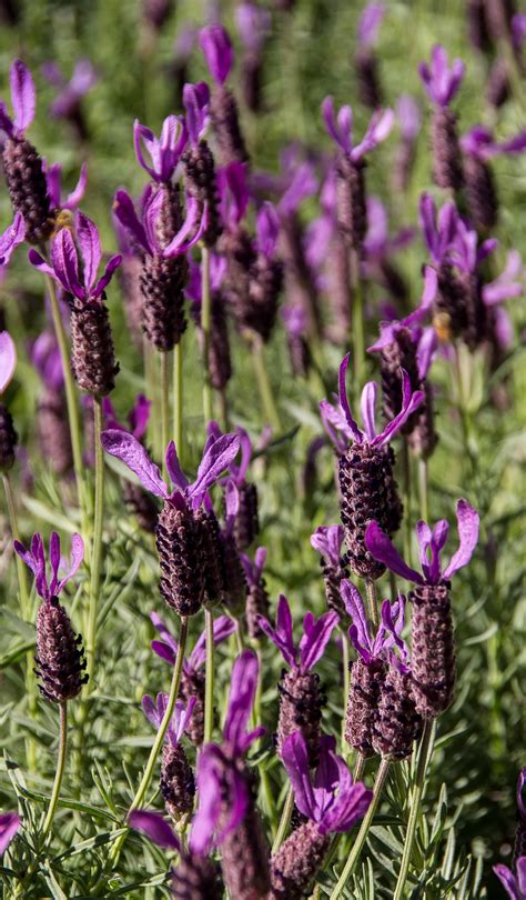 Lavender Flowers Blooms Free Image Download