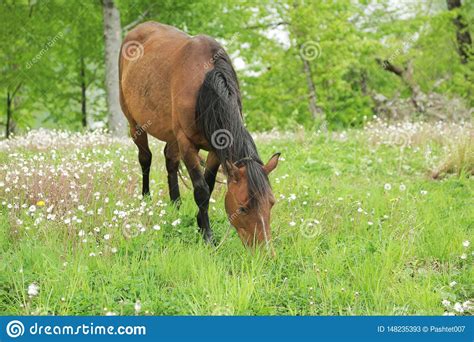 Horse Grazing In The Field 006 Stock Image Image Of Dinner Freedom
