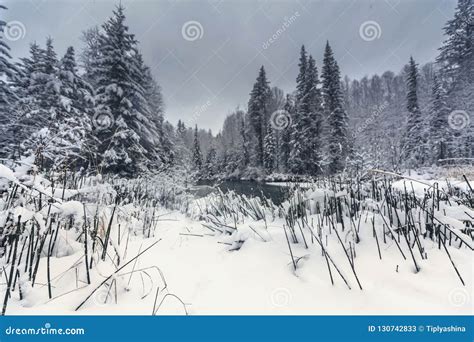 First Snowfall On The Taiga Siberian River Stock Image Image Of River