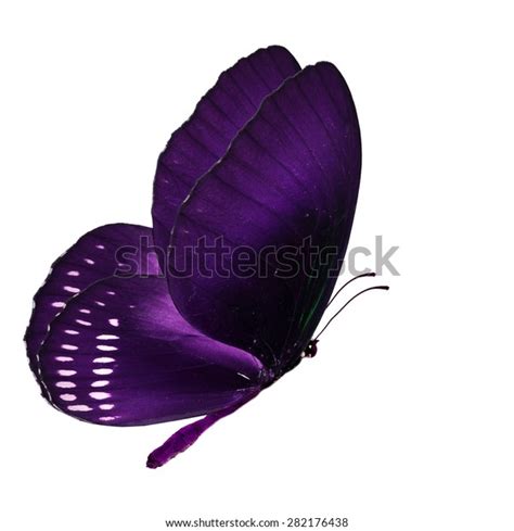 Beautiful Purple Butterfly Flying Isolated On Stock Photo 282176438