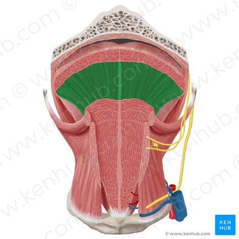 Tongue Anatomy Muscles Neurovasculature And Histology Kenhub