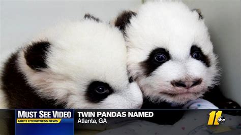 Atlanta Zoo Names Twin Panda Cubs Abc13 Houston