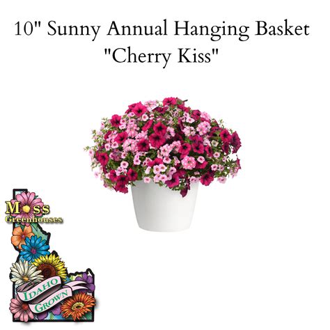 10 Sunny Annual Hanging Basket Cherry Kiss Moss Greenhouses