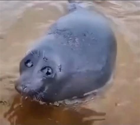 Create Meme Sad Seal Seal Crying Seal Pictures Meme