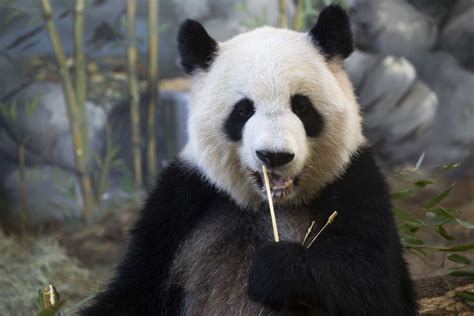 Panda Updates Wednesday October 3 Zoo Atlanta