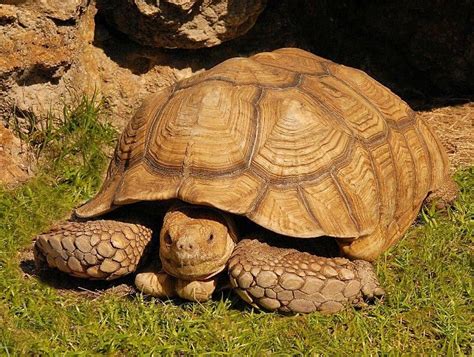 Sulcatta Tortoises Also Called African Spurred Tortoises Originally