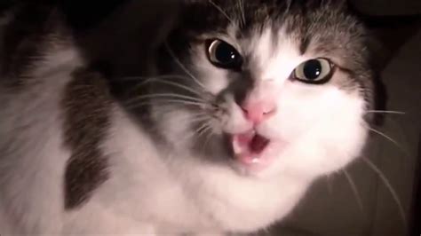 Злые котыПодборка очень злых котовvery Angry Cats Compilation Youtube