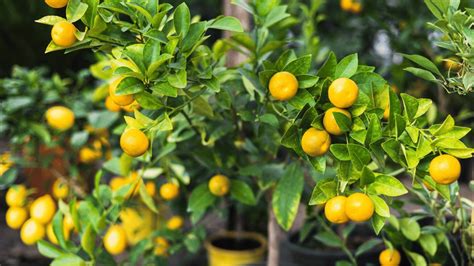 Lemon Tree Growth Stages Guide Unbelievable Growing Trick