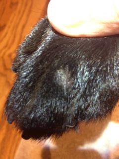 8 common dog paw problems. Growths on Dog's Paws - Organic Pet Digest