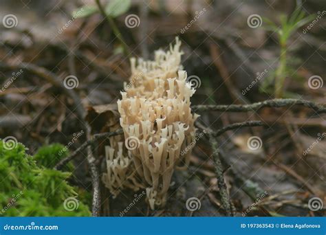 A Rare Edible Coral Fungus Artomyces Pyxidatus In A Mixed Forest In
