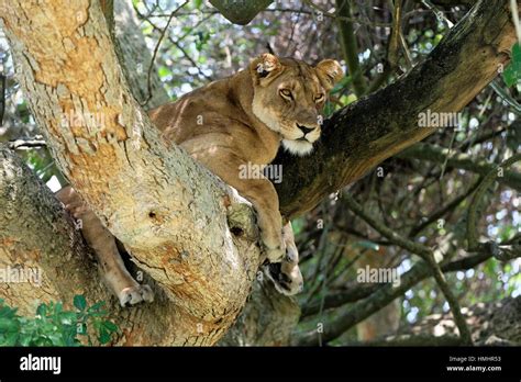 Tree Climbing Lion Female Resting In Fig Tree Ishasha Sector Panthera