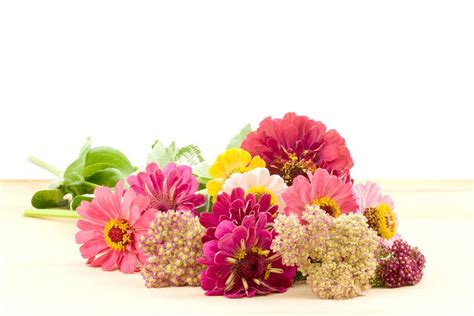 Cheap prices & fast shipping service! Send congratulations flowers - Flower Press