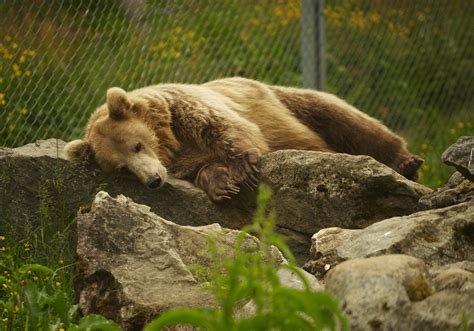 Free Brown Bear Resting Stock Photo