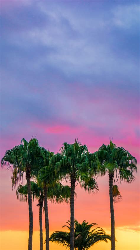 Colorful Palm Trees Iphone Wallpaper Idrop News