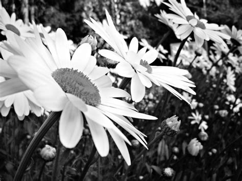 Free Images Blossom Black And White Flower Petal Bloom Bouquet