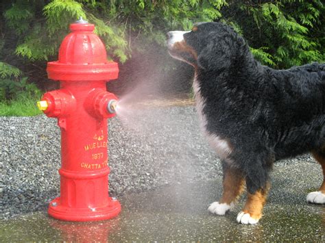 Misting Dog Park Fire Hydrant