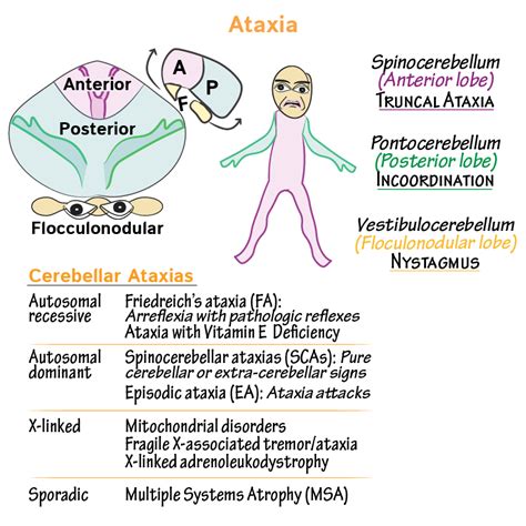 Neuroanatomy Glossary Ataxia Ditki Medical And Biological Sciences